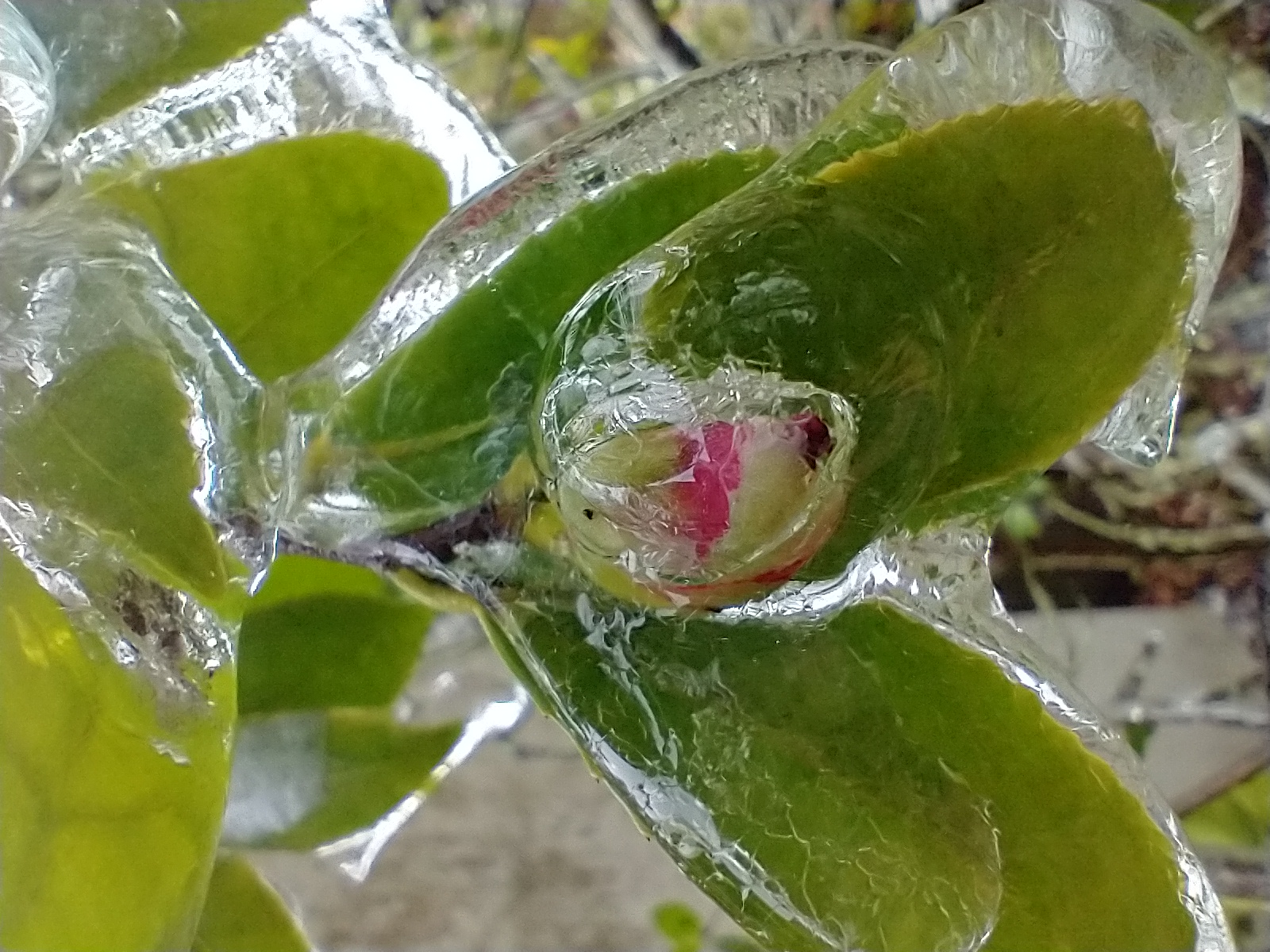 Budding flower encased in ice from the Feb. 2021 ice storm