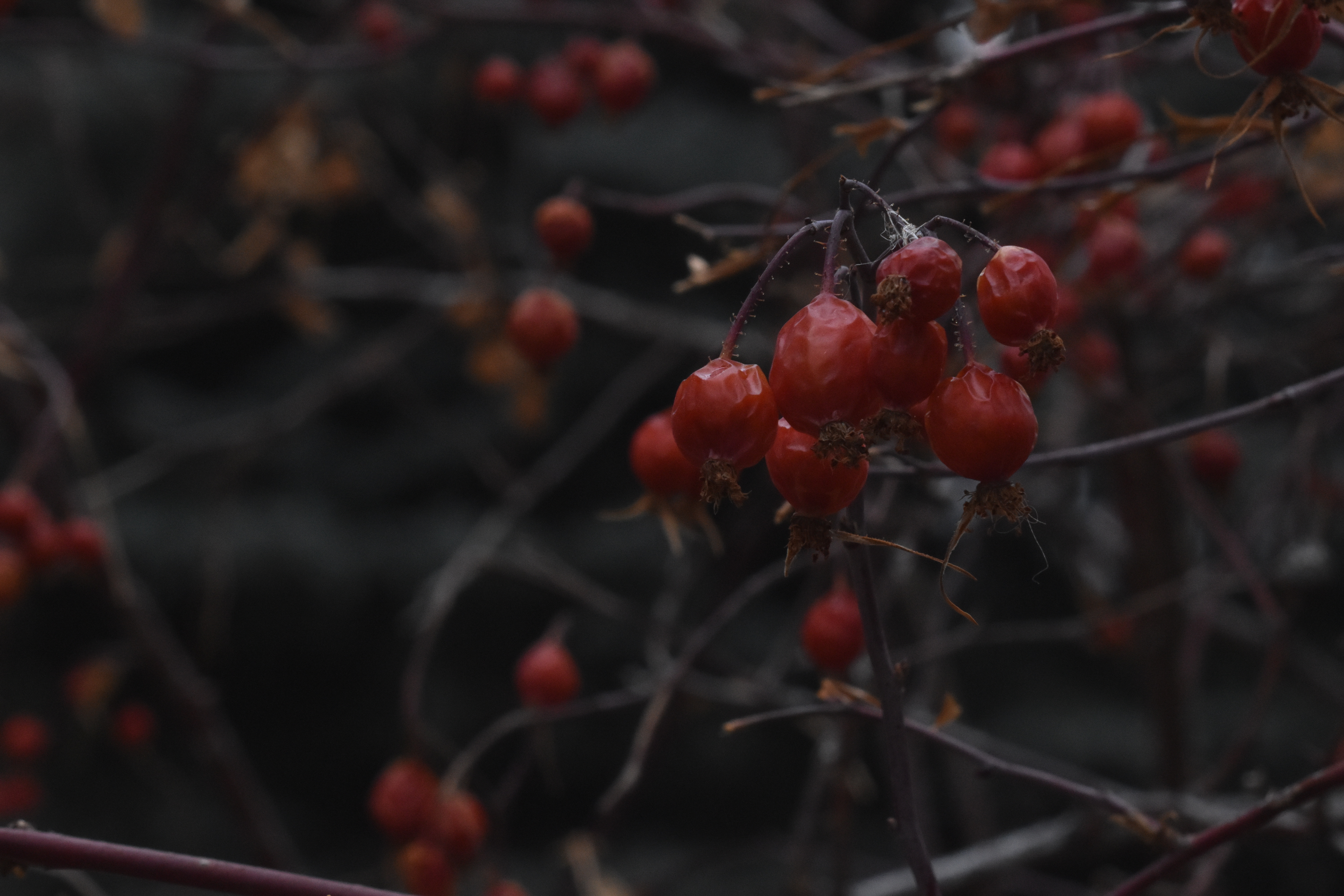 Red berries