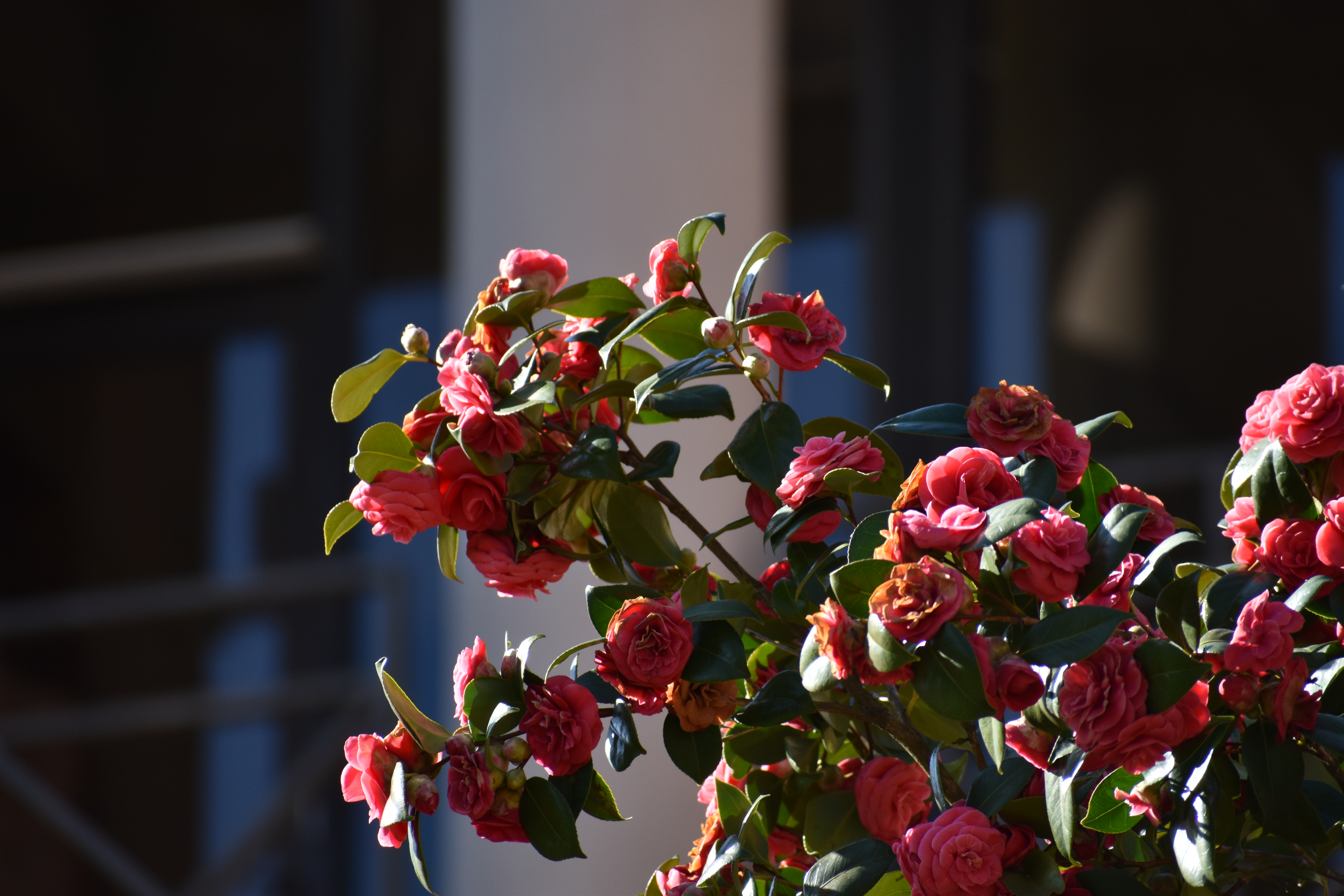 Spring flowers outside Collins Science Center