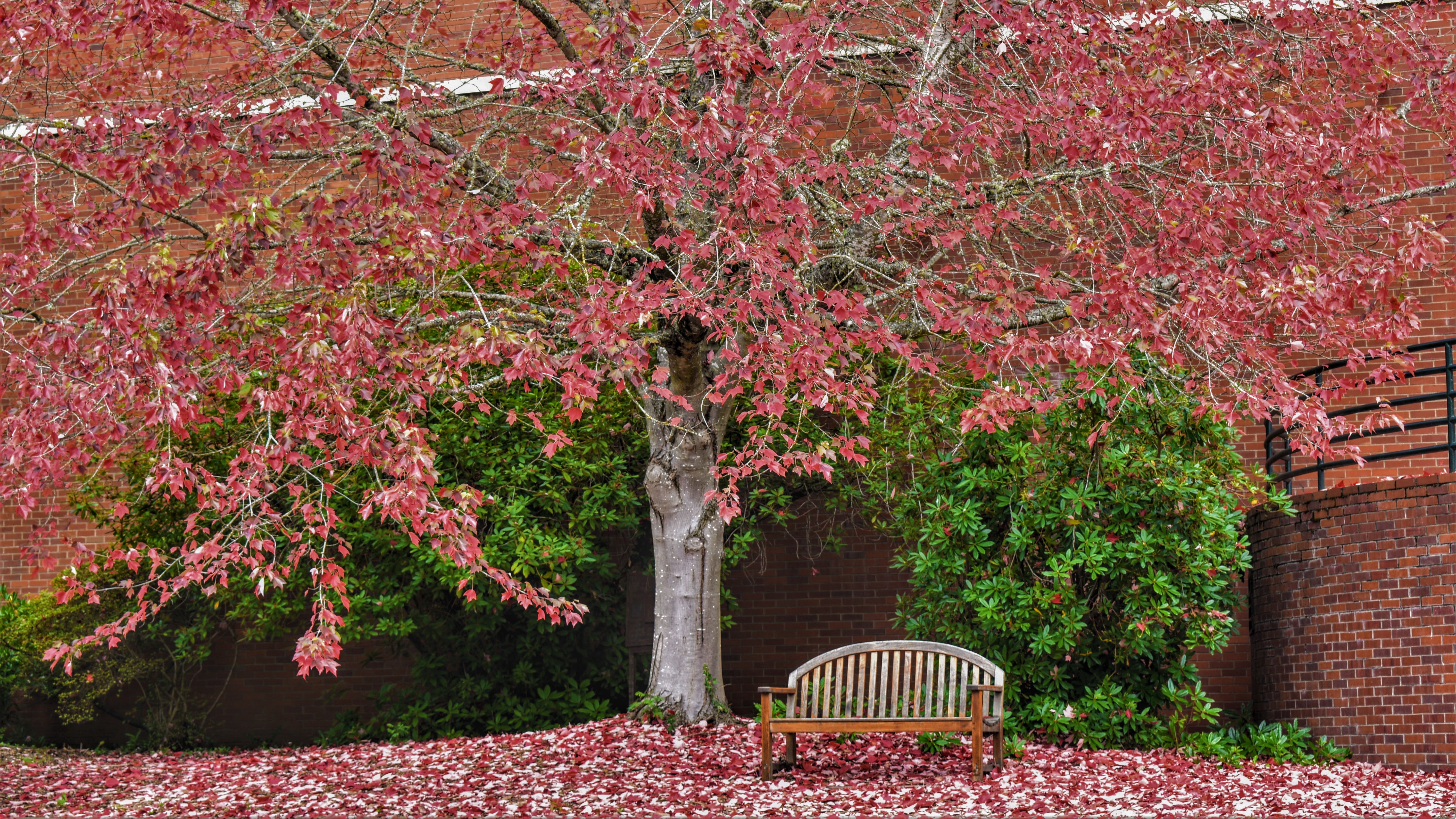 An atumnal tree and bench overlooking the Mill Stream