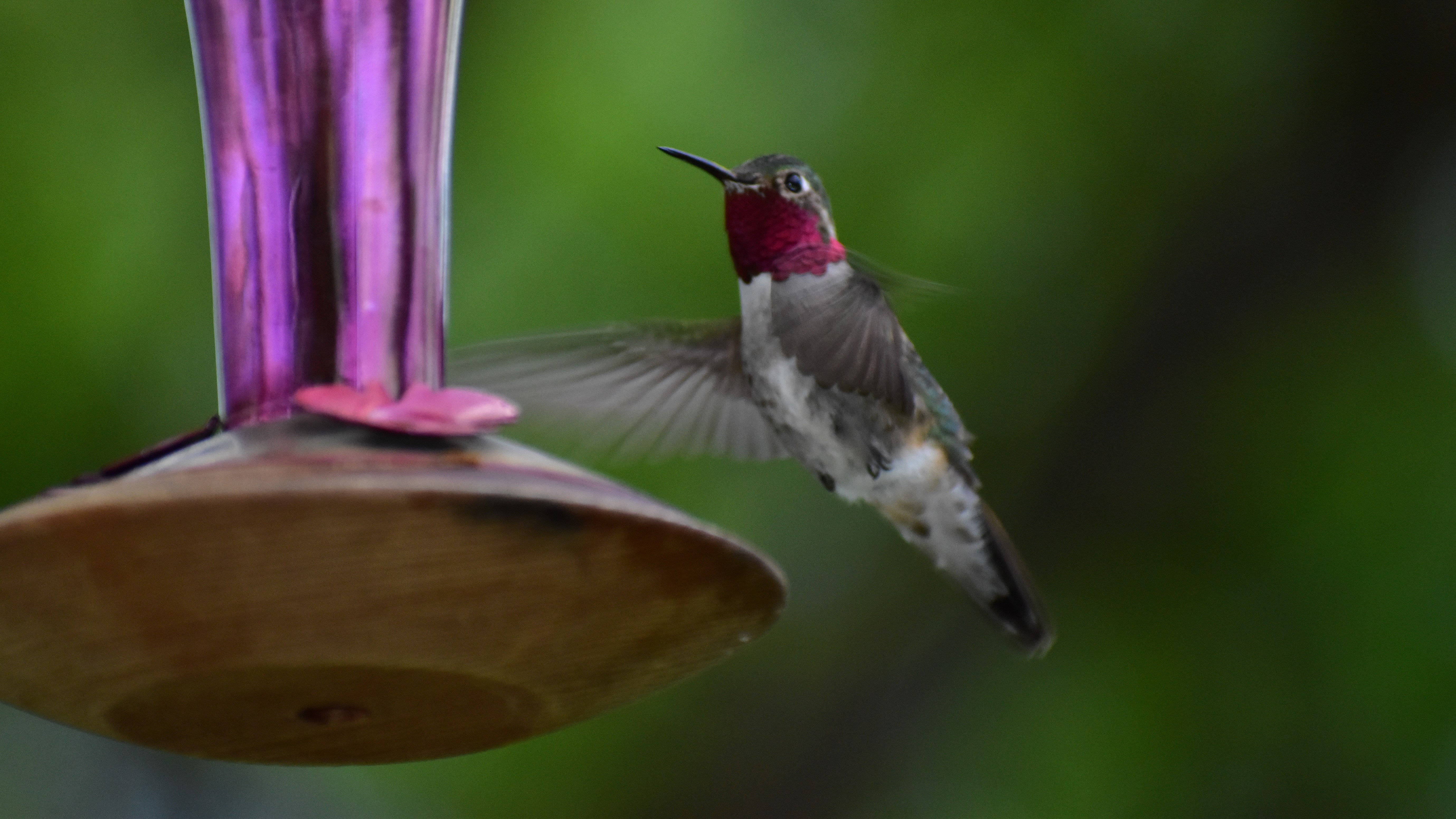 A hummingbird taking a meal