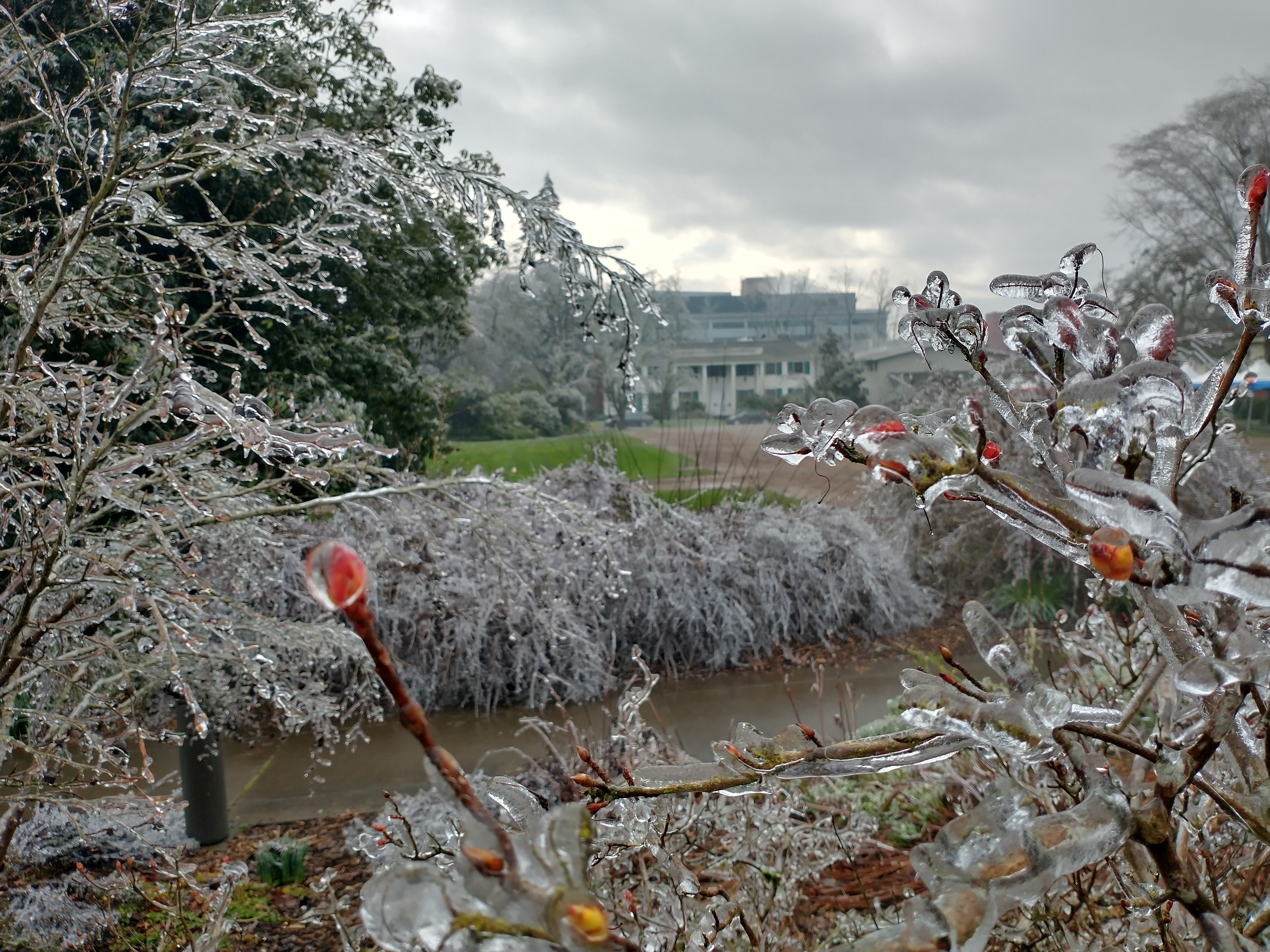 Bushes outside Goudy Commons during the Feb. 2021 ice storm