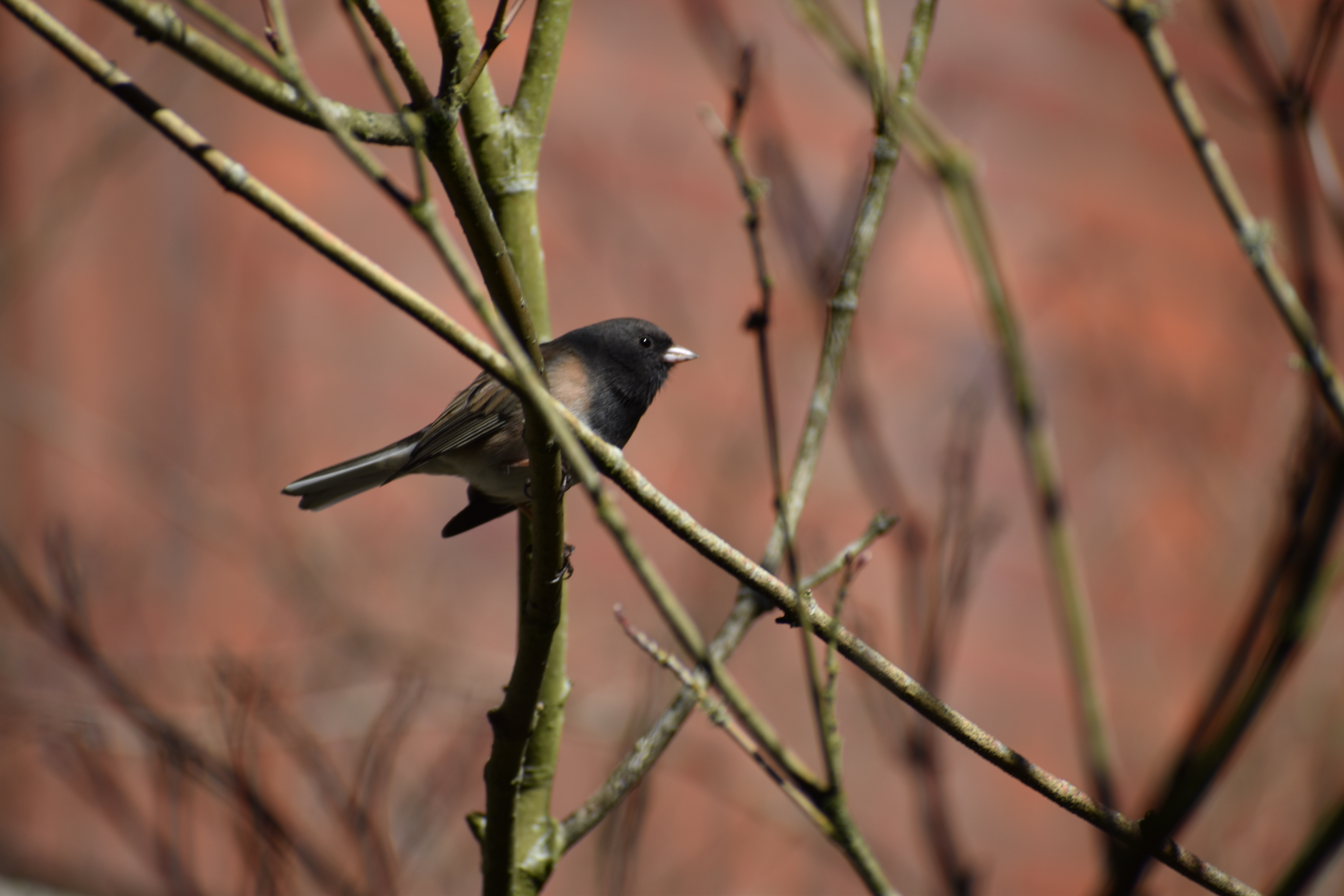 Oregon Junco perched in a tree