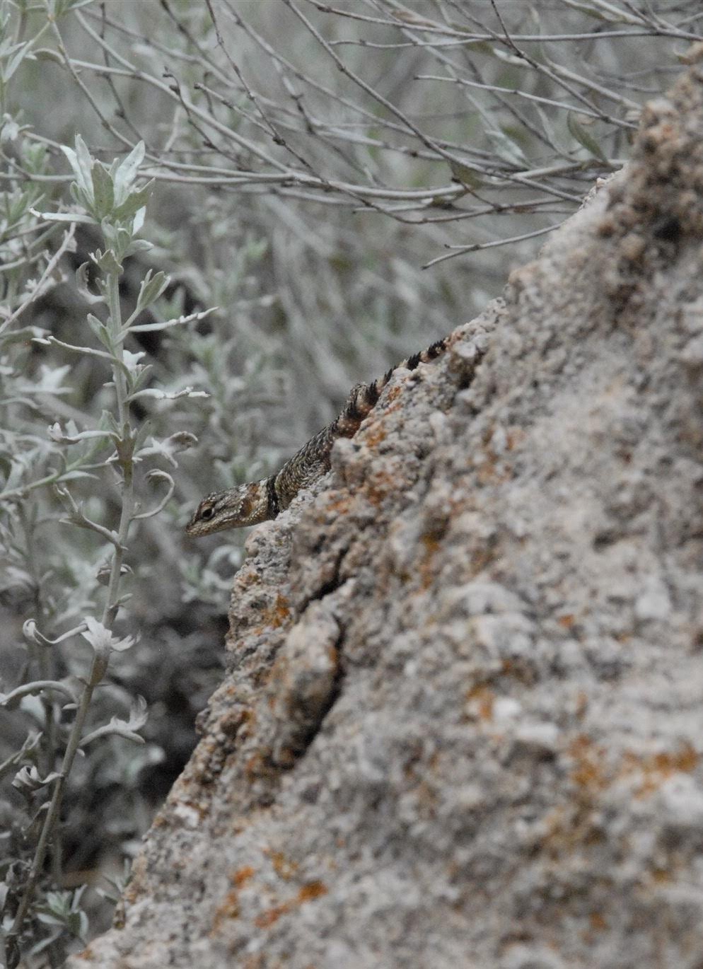 A lizard pauses to rest on a rock