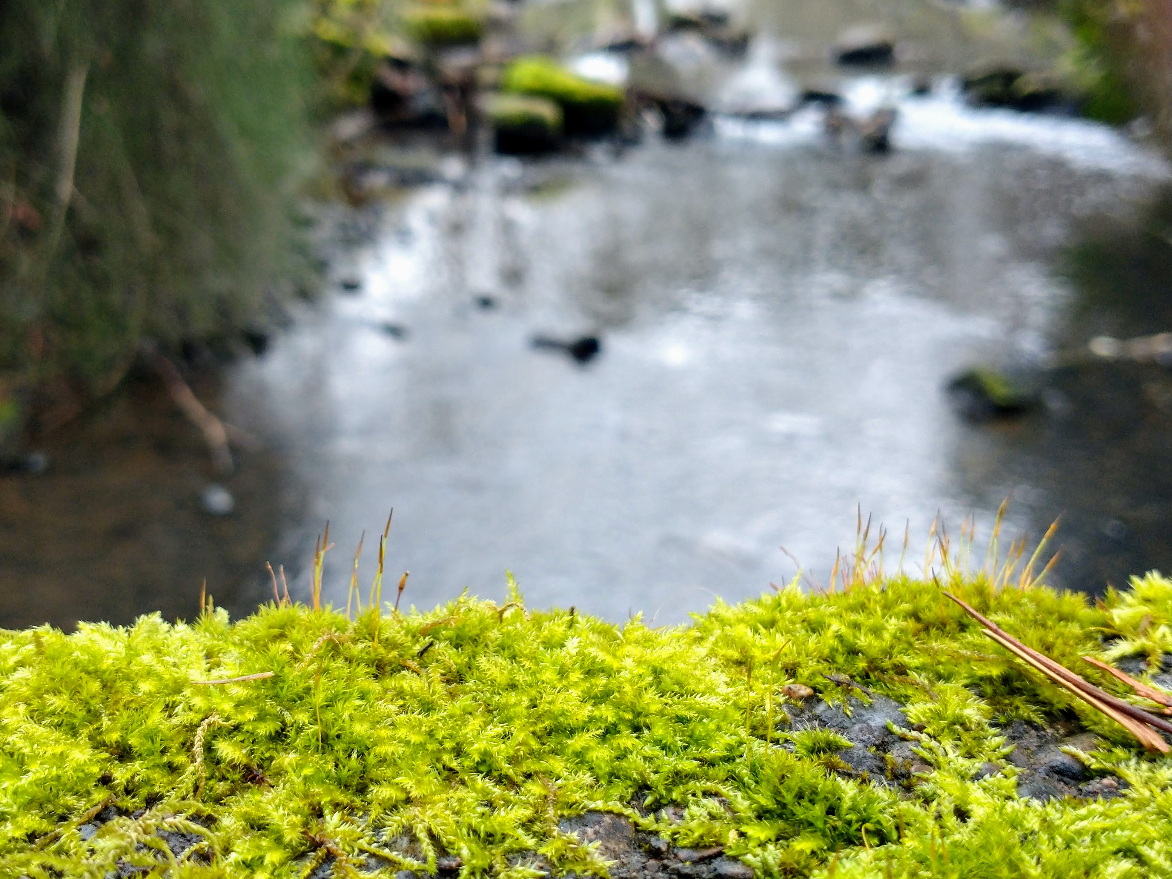 A patch of moss overlooking the Mill Stream