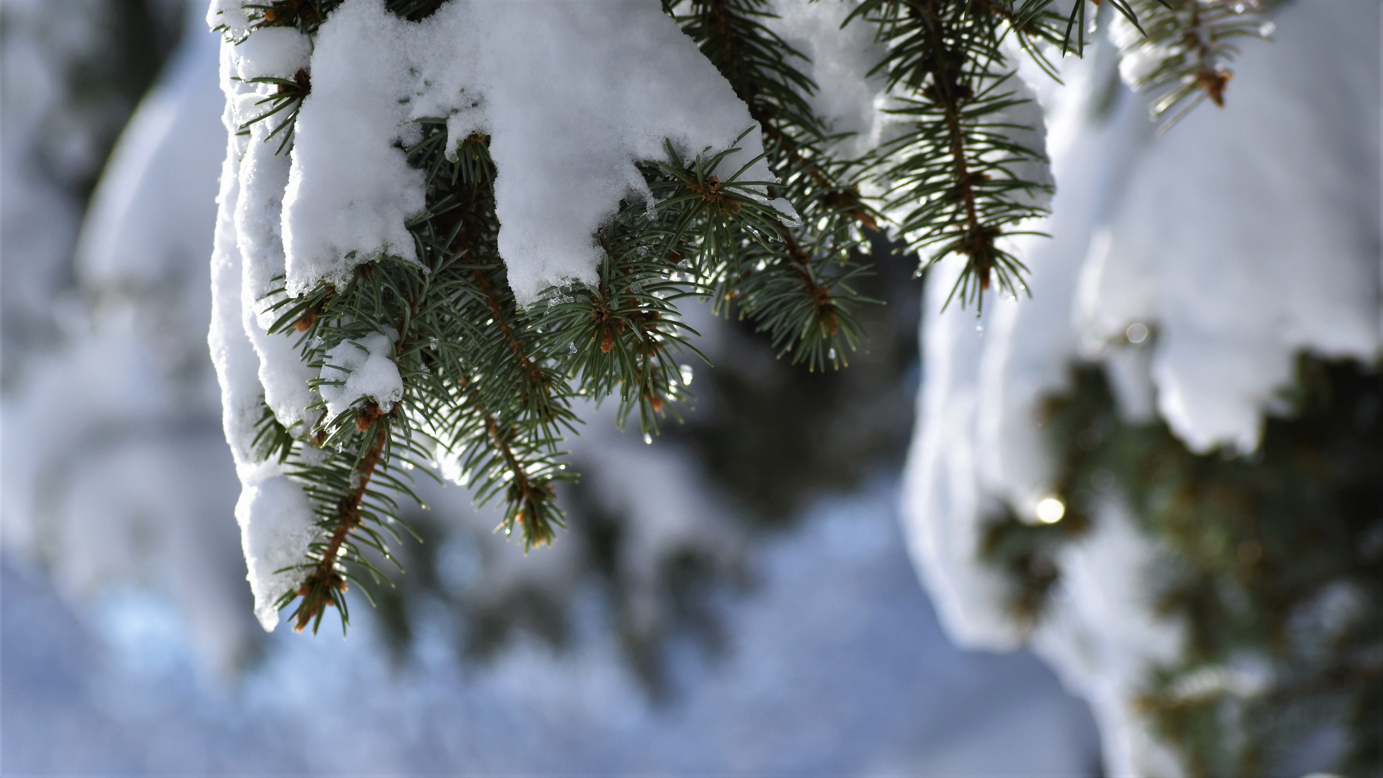 Snow melts in the sun on a spruce branch