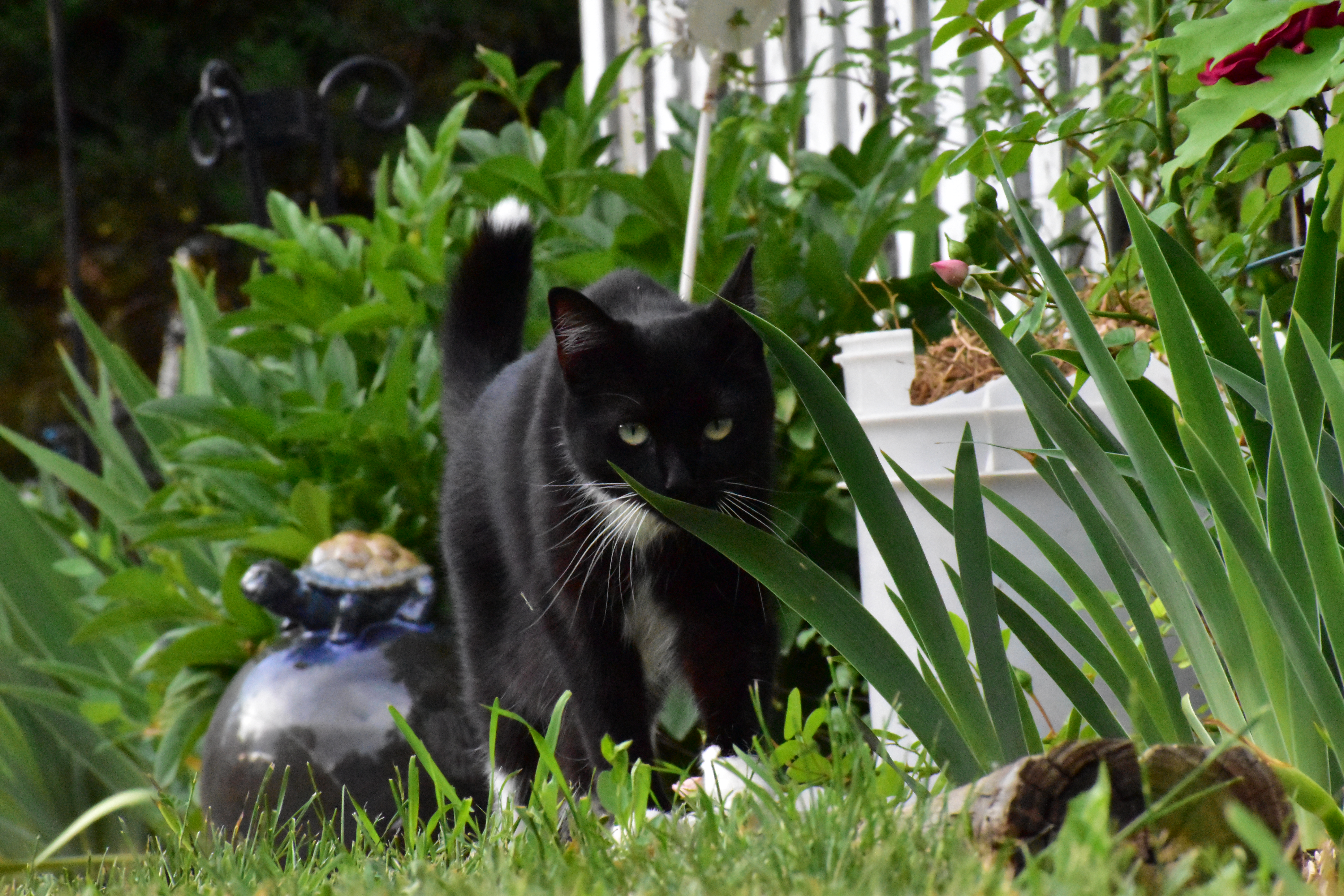 A black cat stalks through the garden, ready to pounce